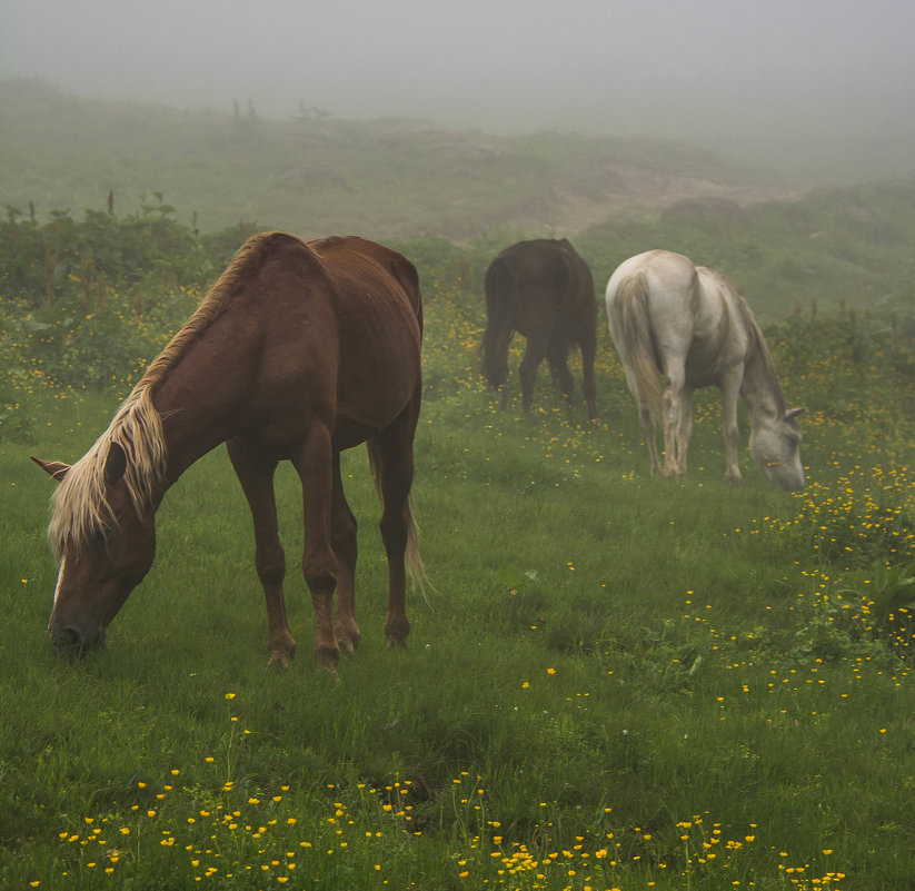 Лошади в тумане - Александр Чехановский