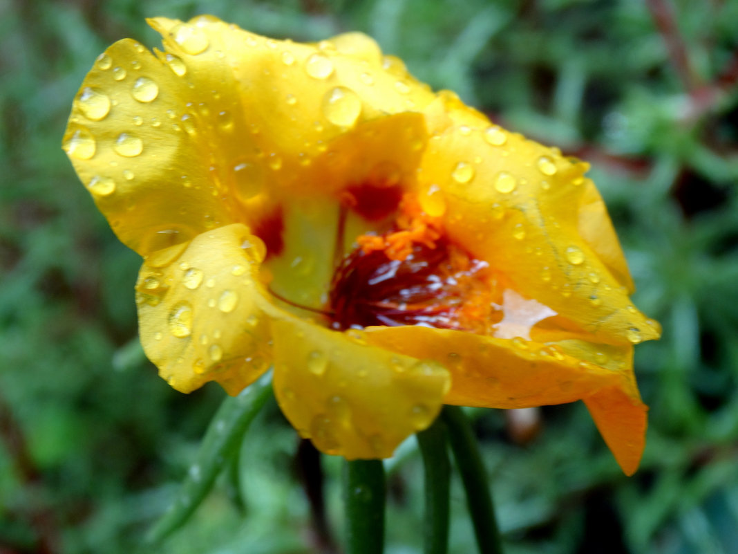 Цветок в дождливый день... - Тамара (st.tamara)