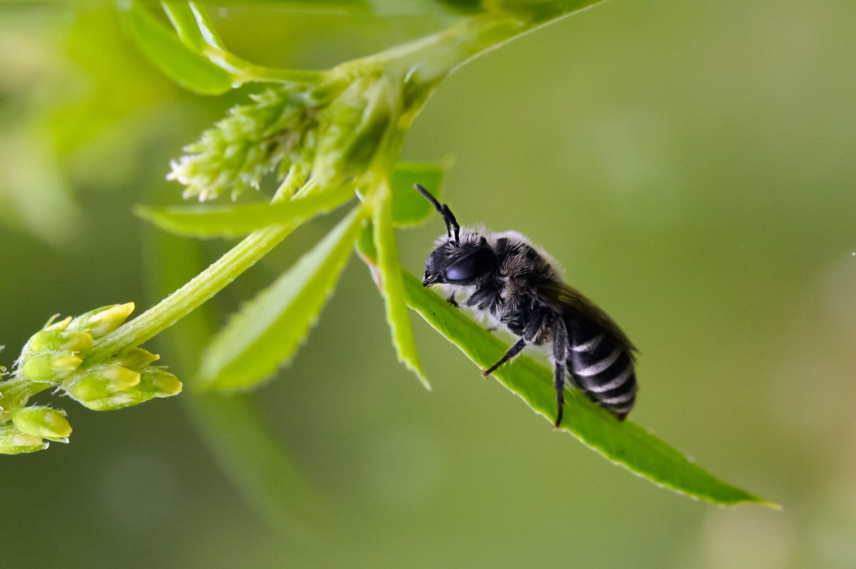 Чёрная  пчела - Геннадий Супрун