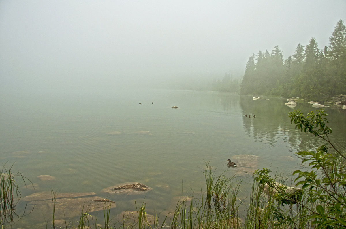 Foggy Lake - Roman Ilnytskyi