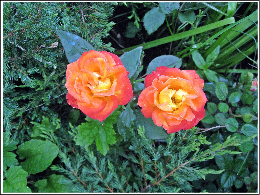 Две розы - muh5257 