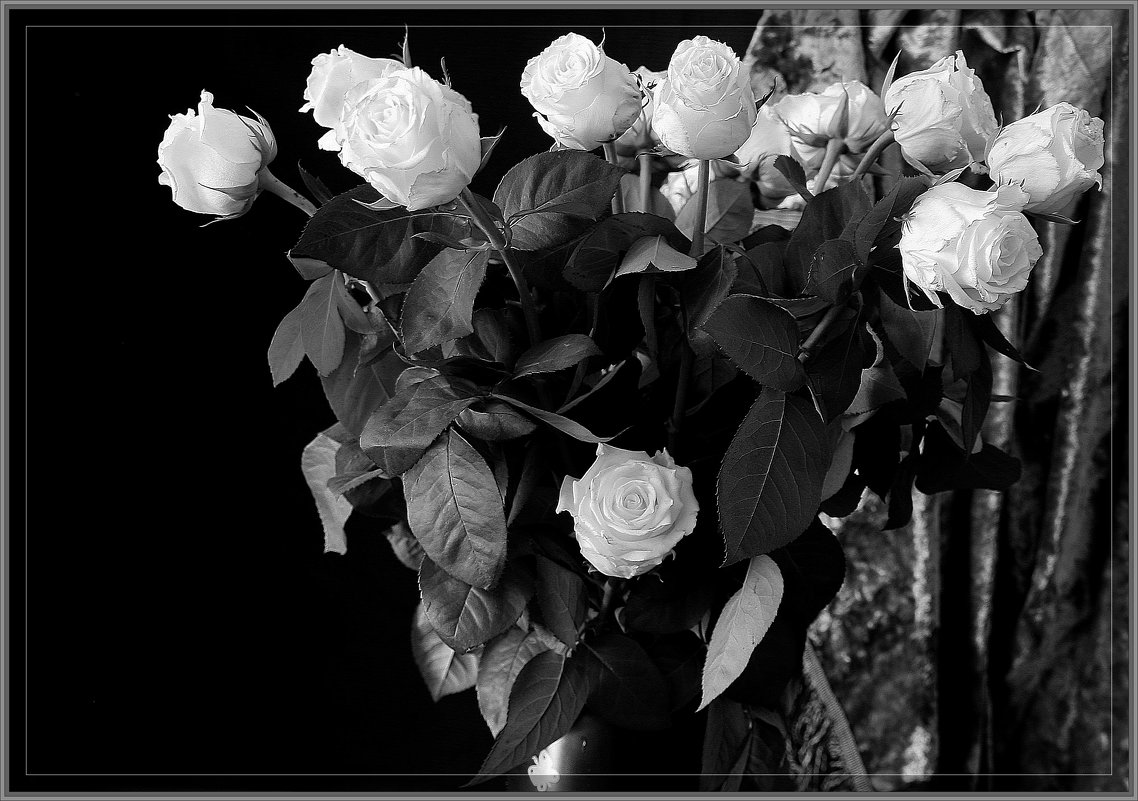 Белые розы. - Валерия  Полещикова 