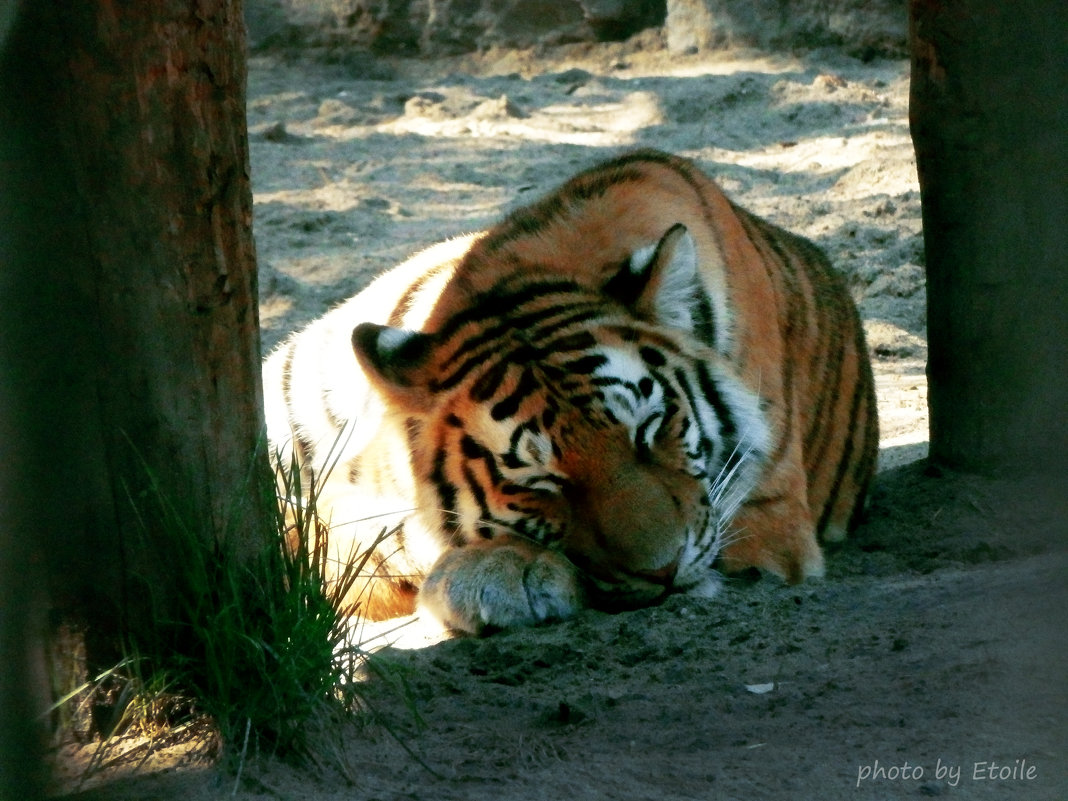 Дневной сон амурского тигра :) - Lady Etoile