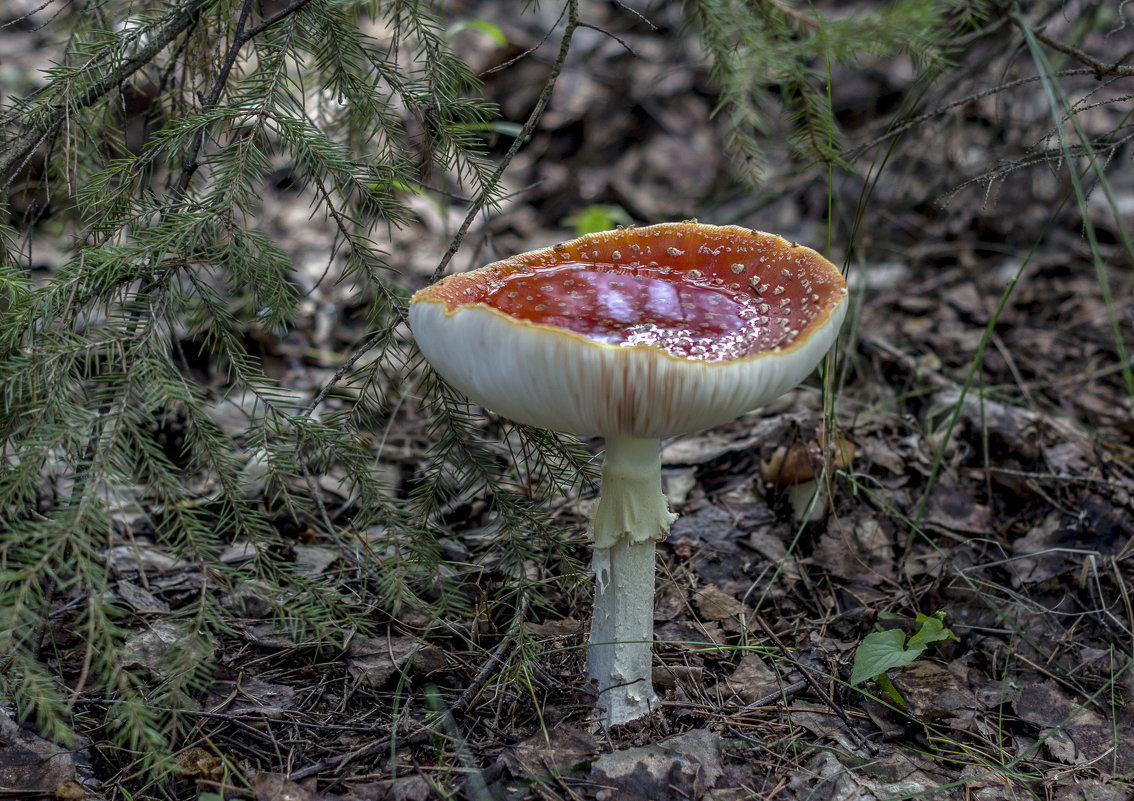 лесной грааль - gribushko грибушко Николай