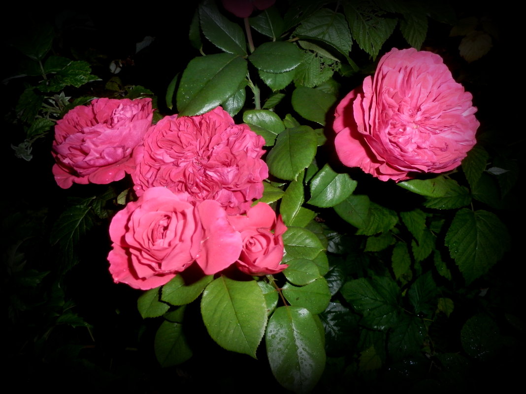 розы - неля  тулузова 