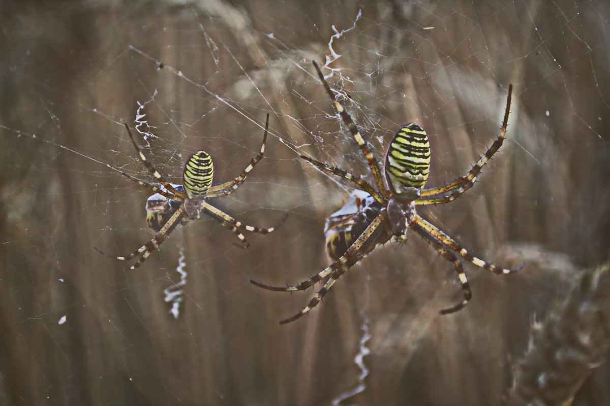 страшные пауки - Olena 