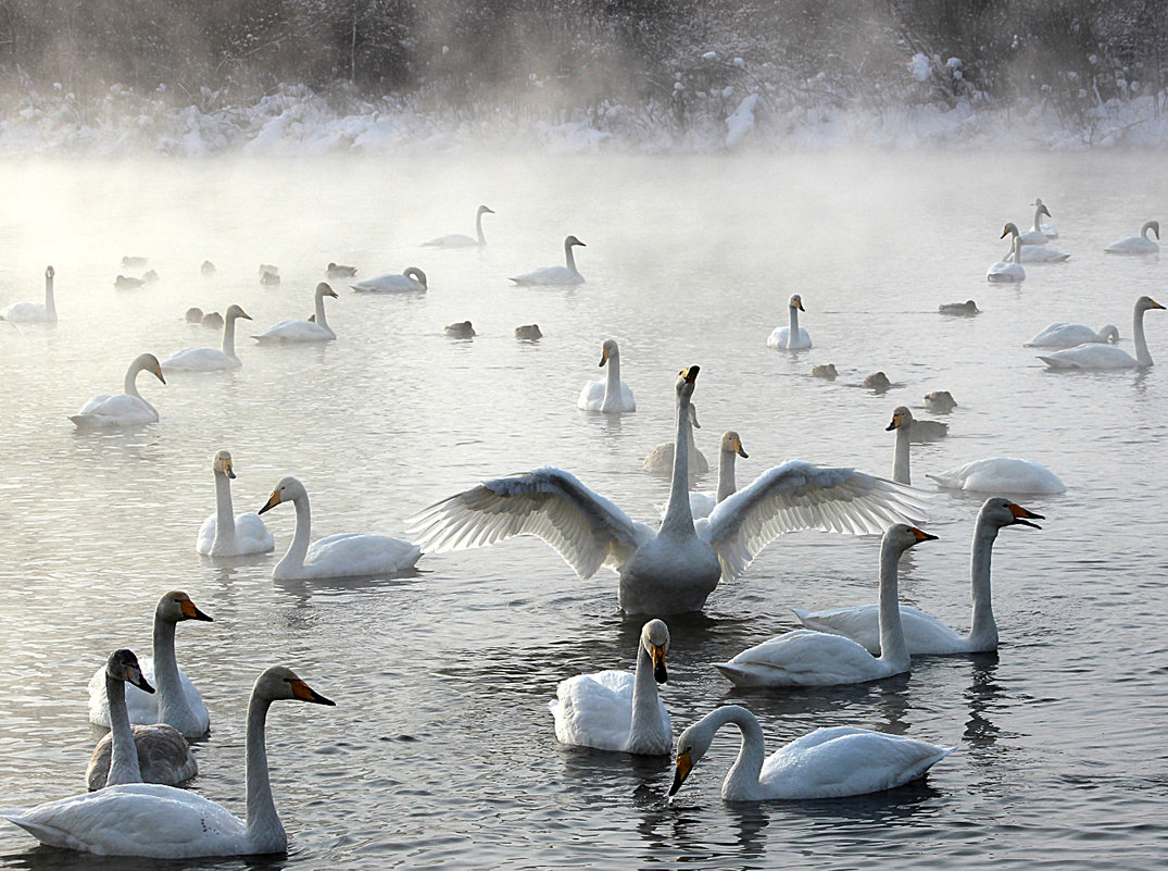 Морозный туман на озере - И.В.К. ))