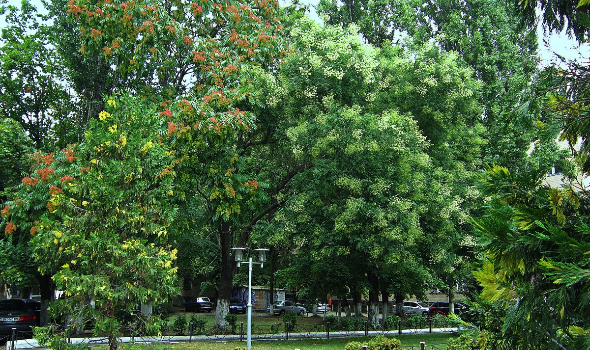 Уличный пейзаж южного города - Людмила 