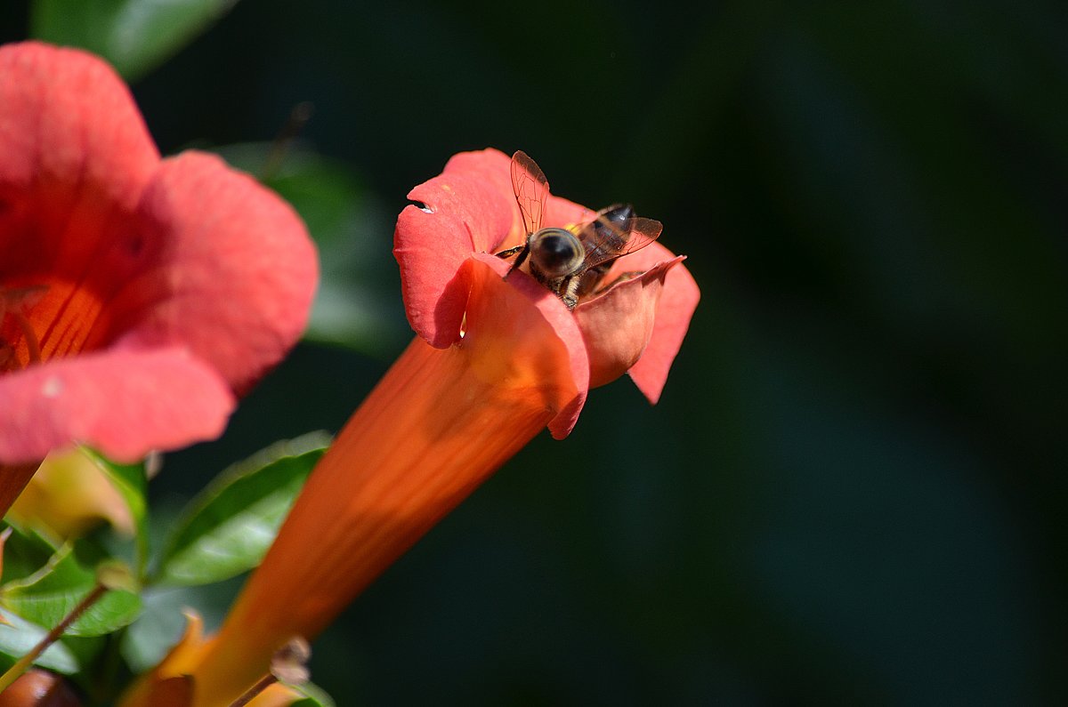 Чуть-чуть о пчёлах... - Tatiana Kretova