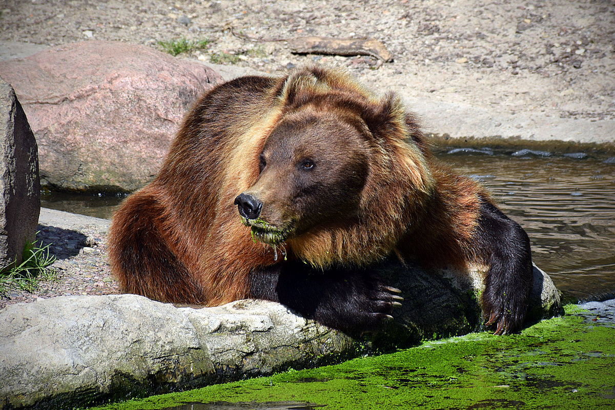 Травоядный медведь - Ольга Диброва
