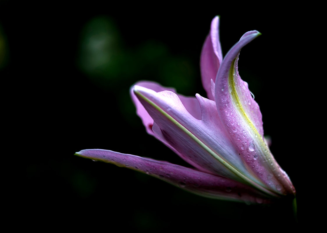 lily - Zinovi Seniak