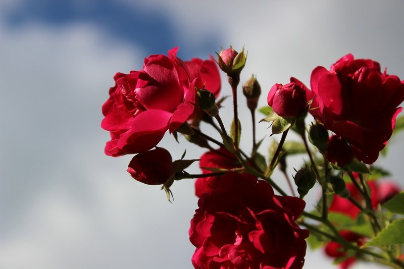 Розы и небо - Ирина Варская