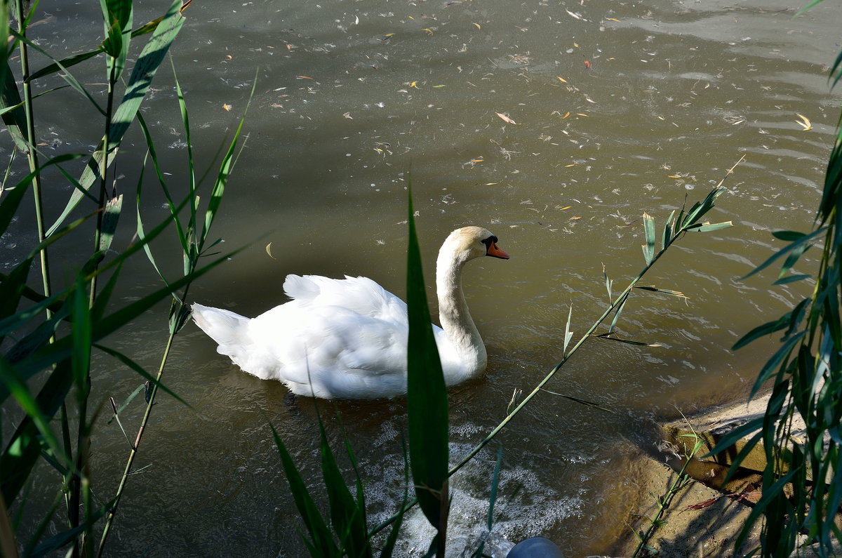 А белый лебедь на пруду качает павшую листву... - Александр Стариков