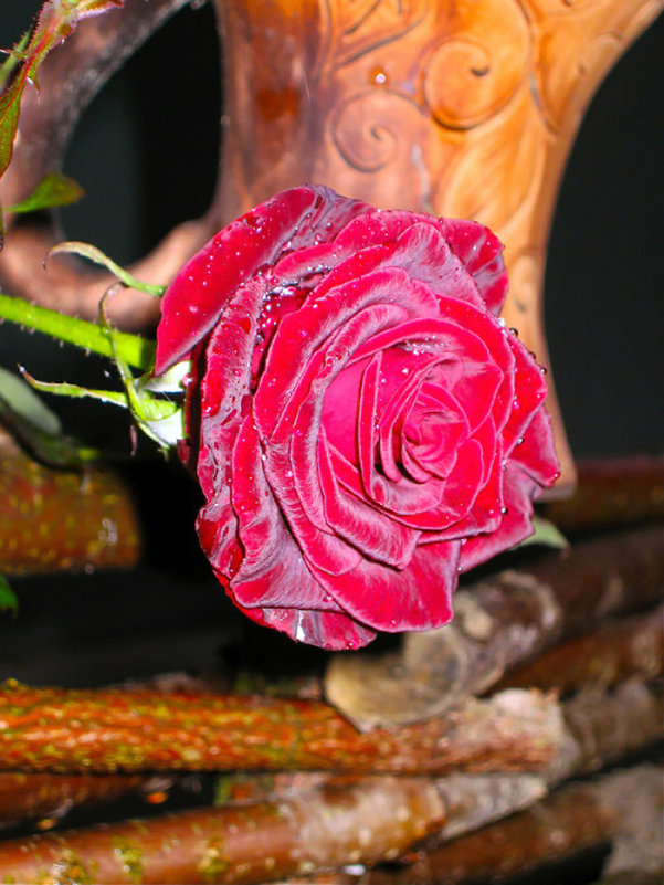 Красная роза - эмблема любви.... - Zhanna Yrkovskaua 