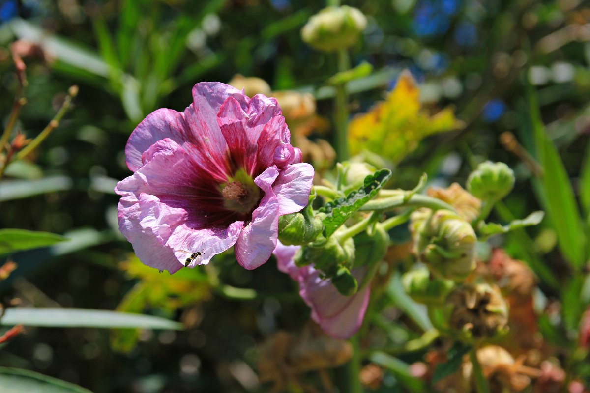 Summer flowers=_) - Alena Kramarenko