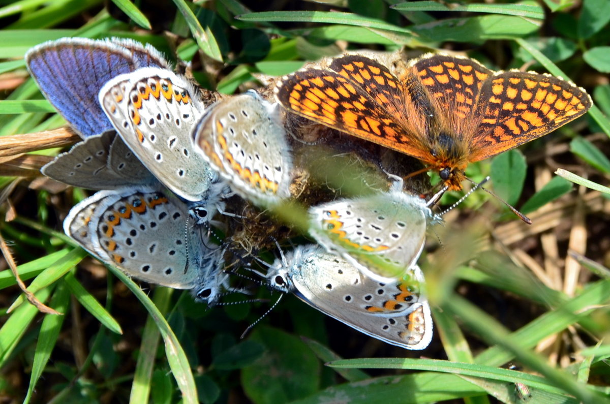Бабочки - Ольга Голубева