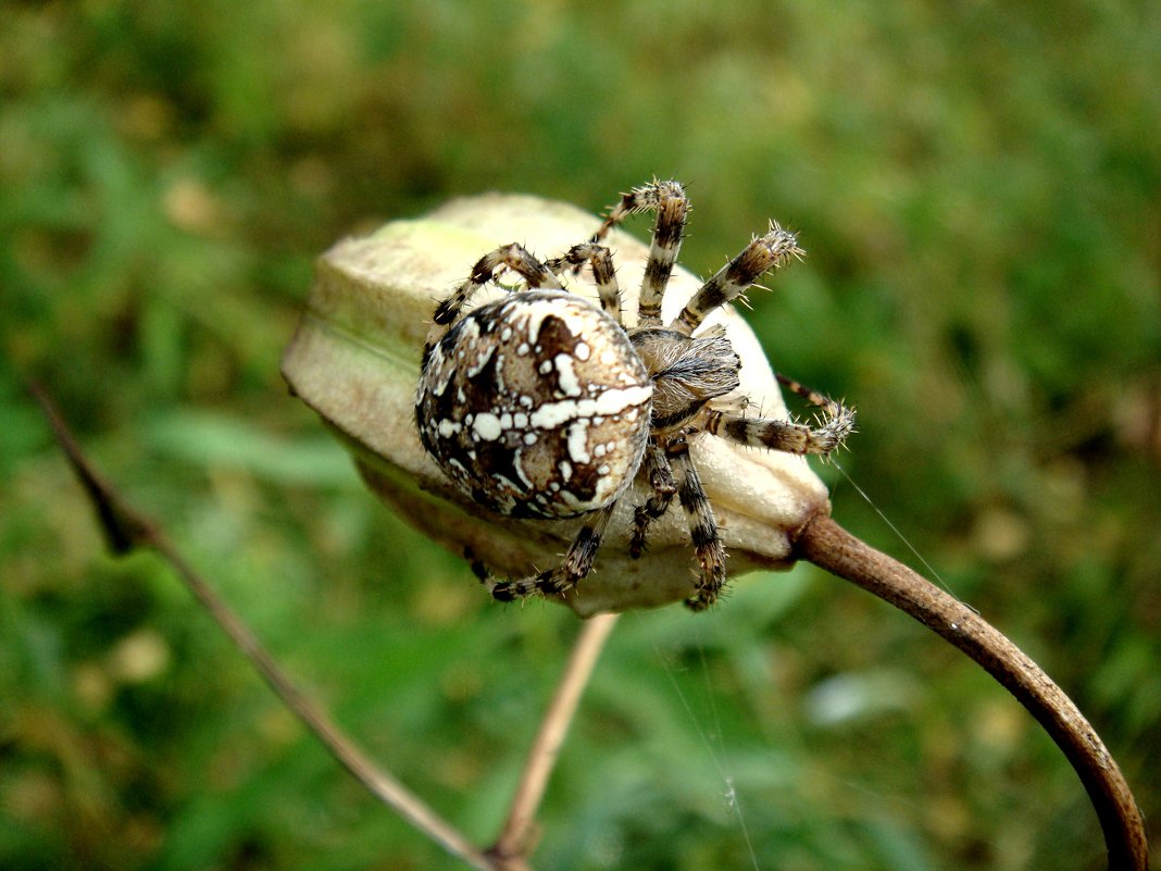 паук крестоносец - djangalina *