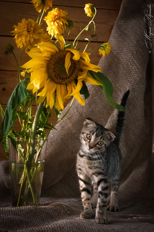 Котонатюрморт - Мария Дронова