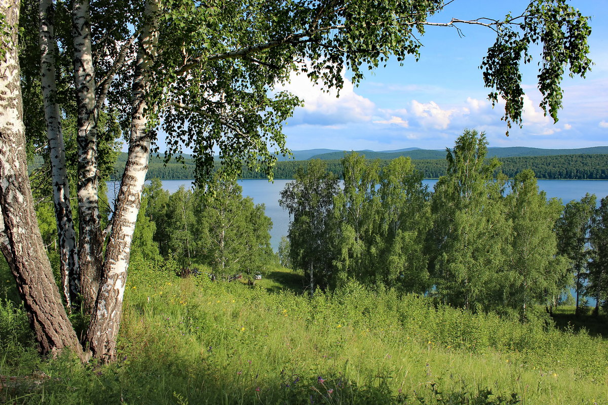 В обрамлении берёз. - Наталья Юрова