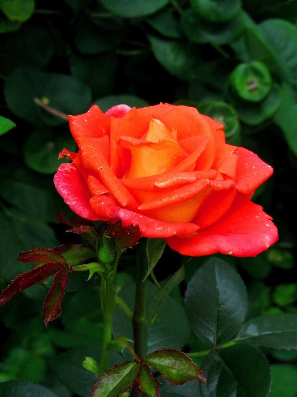 Роза в саду - Сергей Карачин