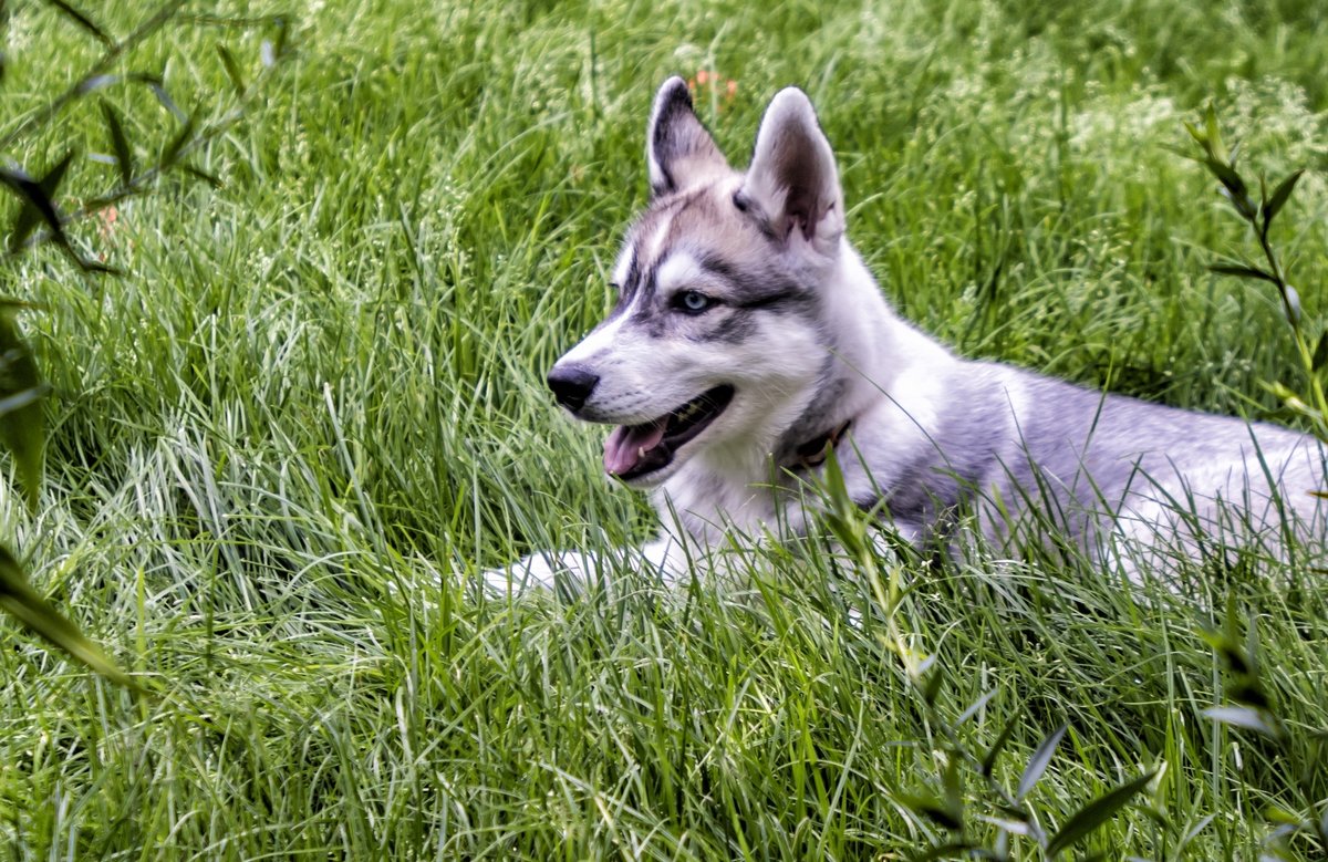 on the grass - Dmitry Ozersky