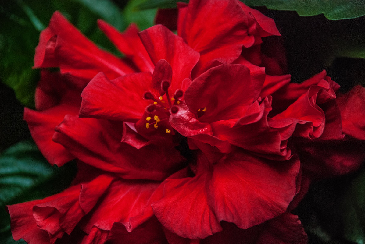 Цветок китайской розы - Михаил Вандич