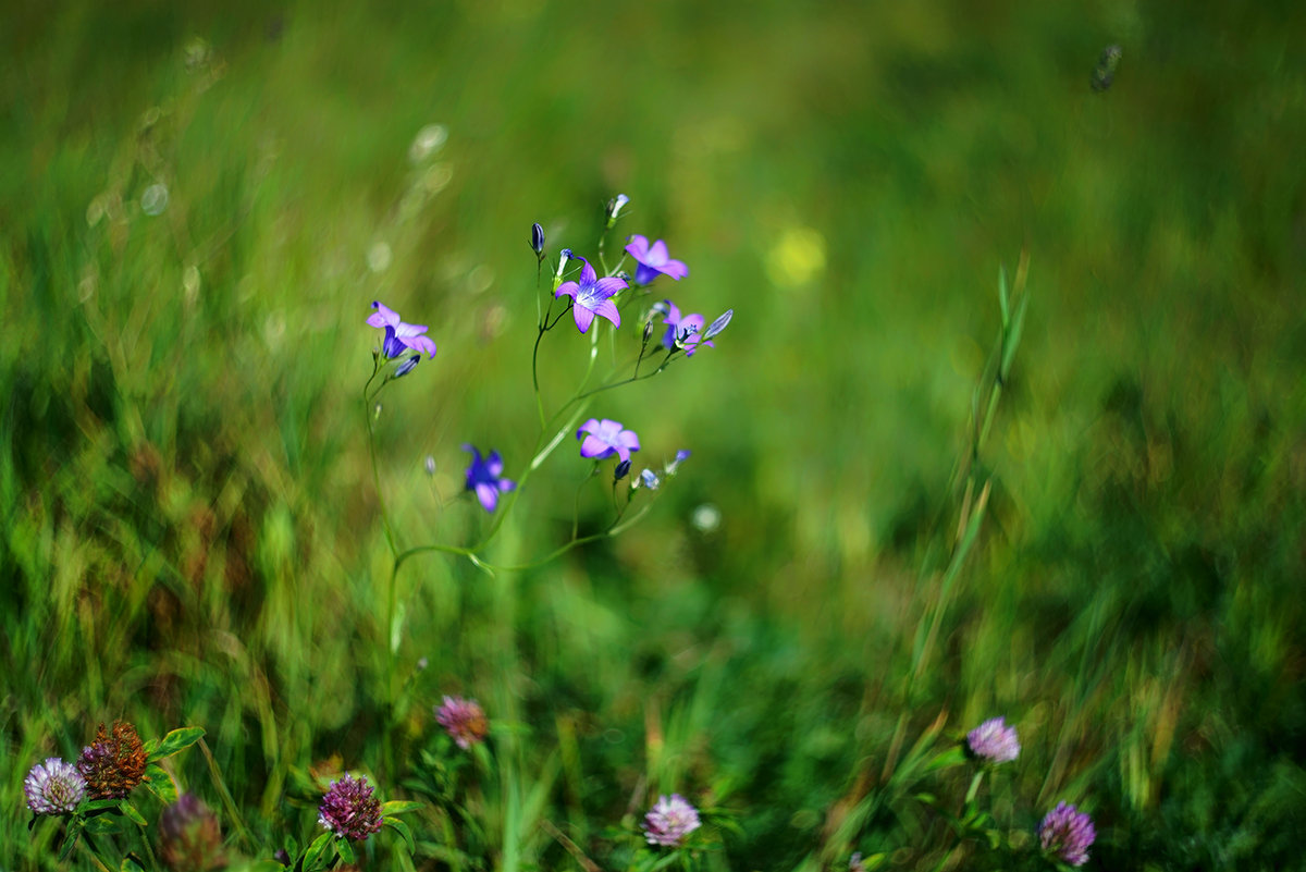 meadow bells - Zinovi Seniak