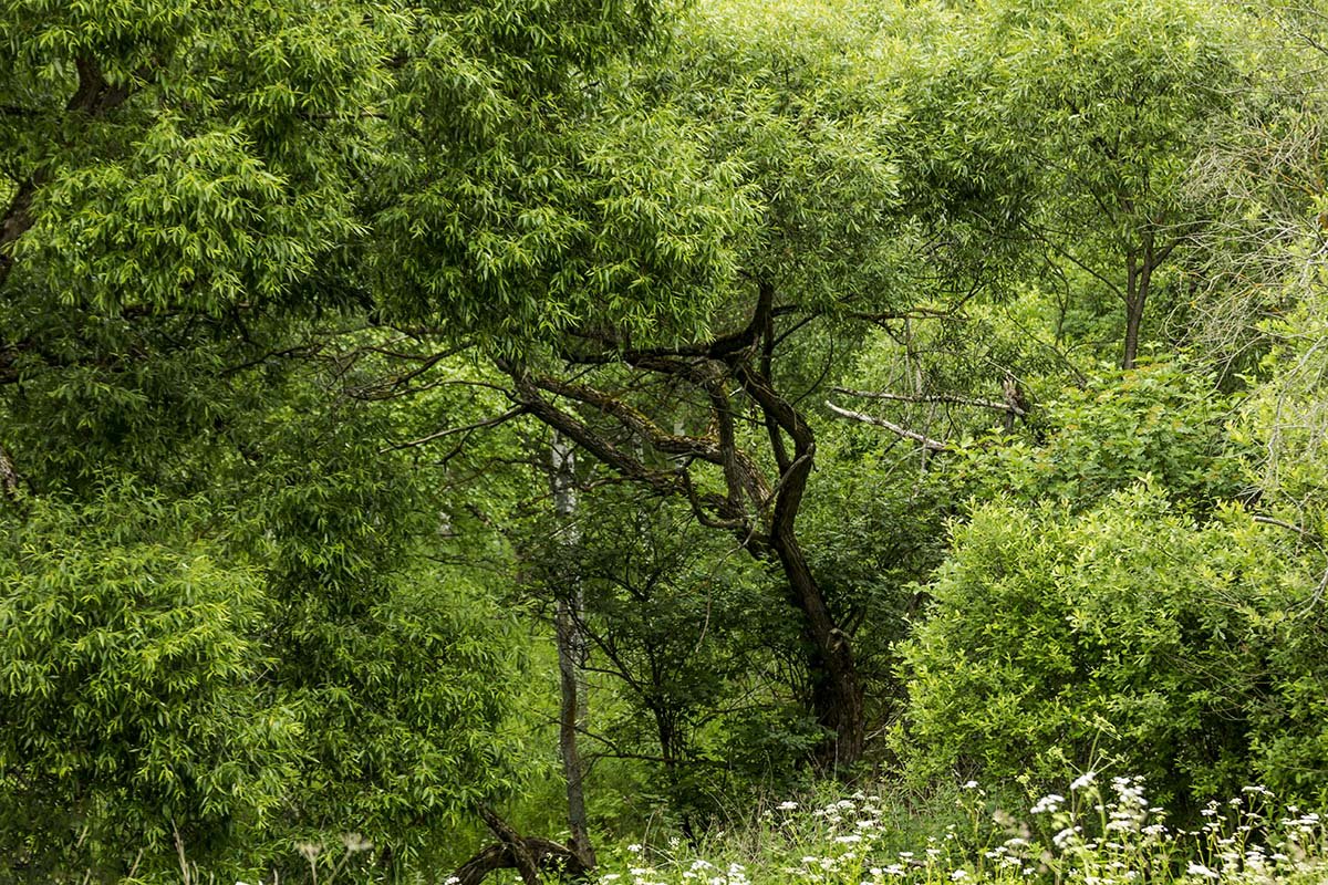 *** - Александр 