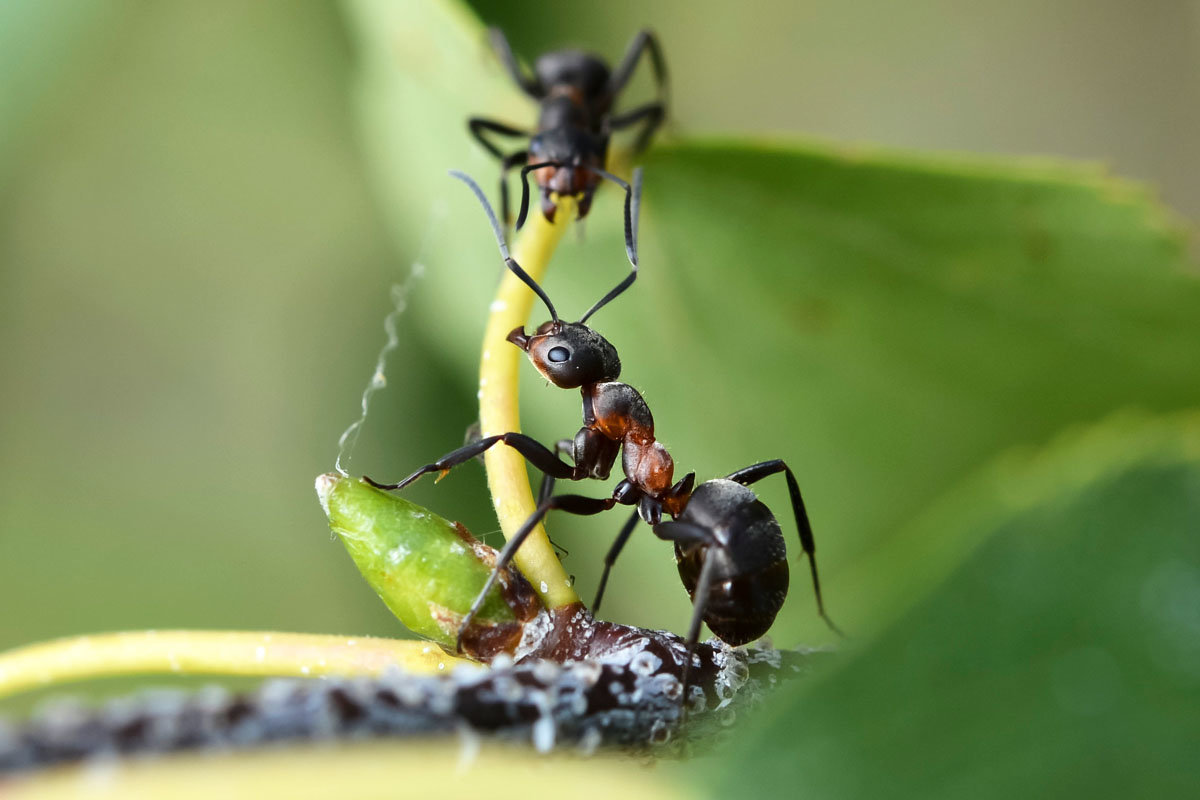 Два  муравья - Геннадий Супрун