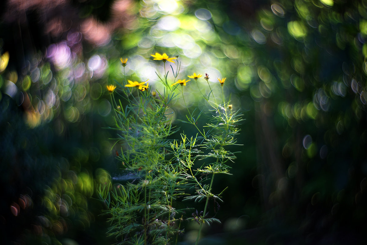 morning light - Zinovi Seniak