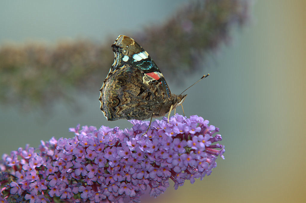 Madama Butterfly - Anna S. 