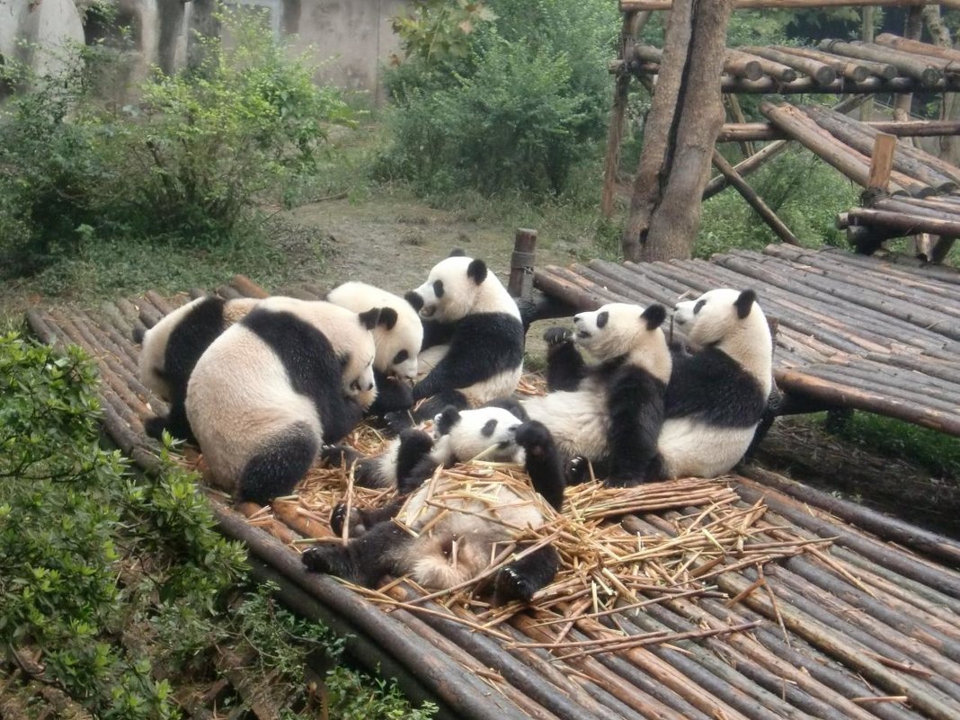 волонтер панды - chinaguide Ся