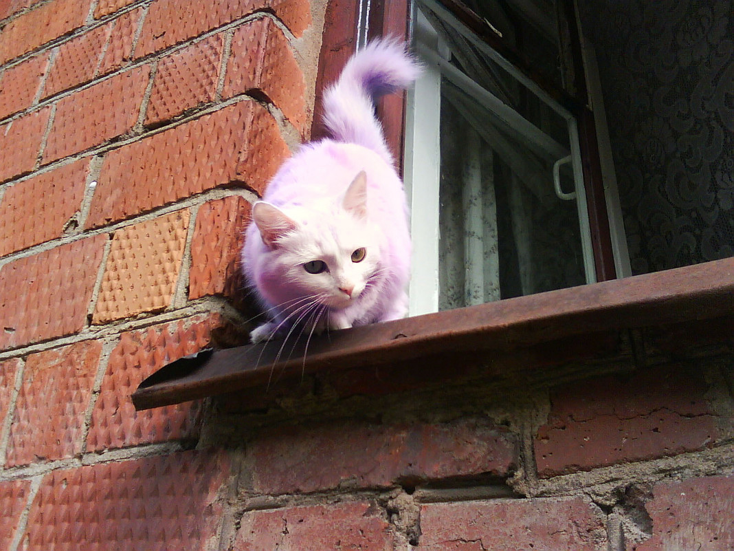 Розовый кот - Анастасия Ковалева