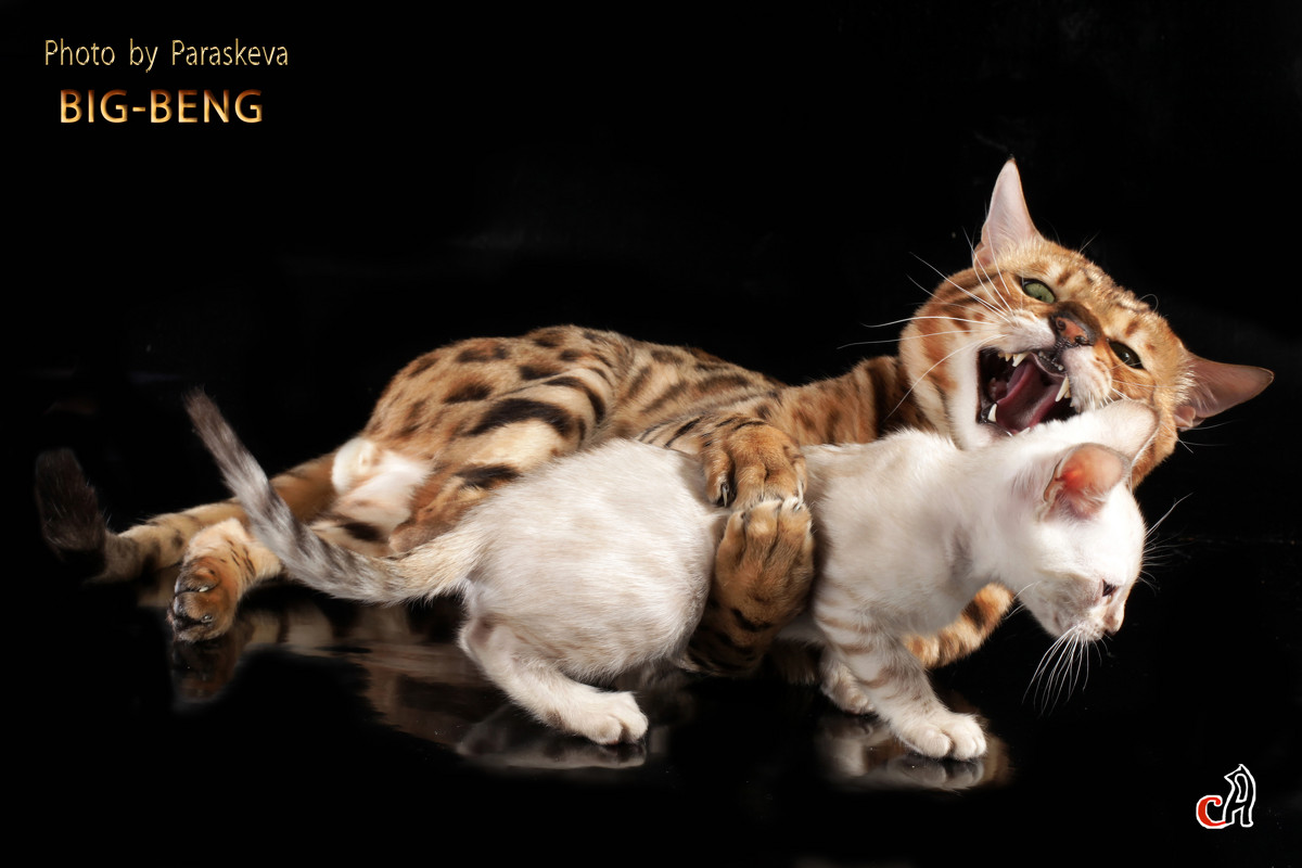 Бенгальские котята,бенгальский кот - Наталья Сидорова