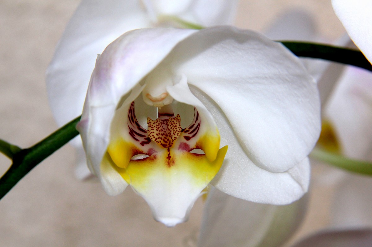 Взгляд орхидеи - Ella Savitsky