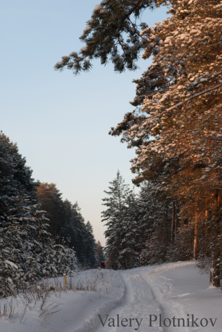 Зимний лес на закате - Валерий Плотников