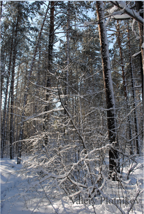 Весенний лес - Валерий Плотников