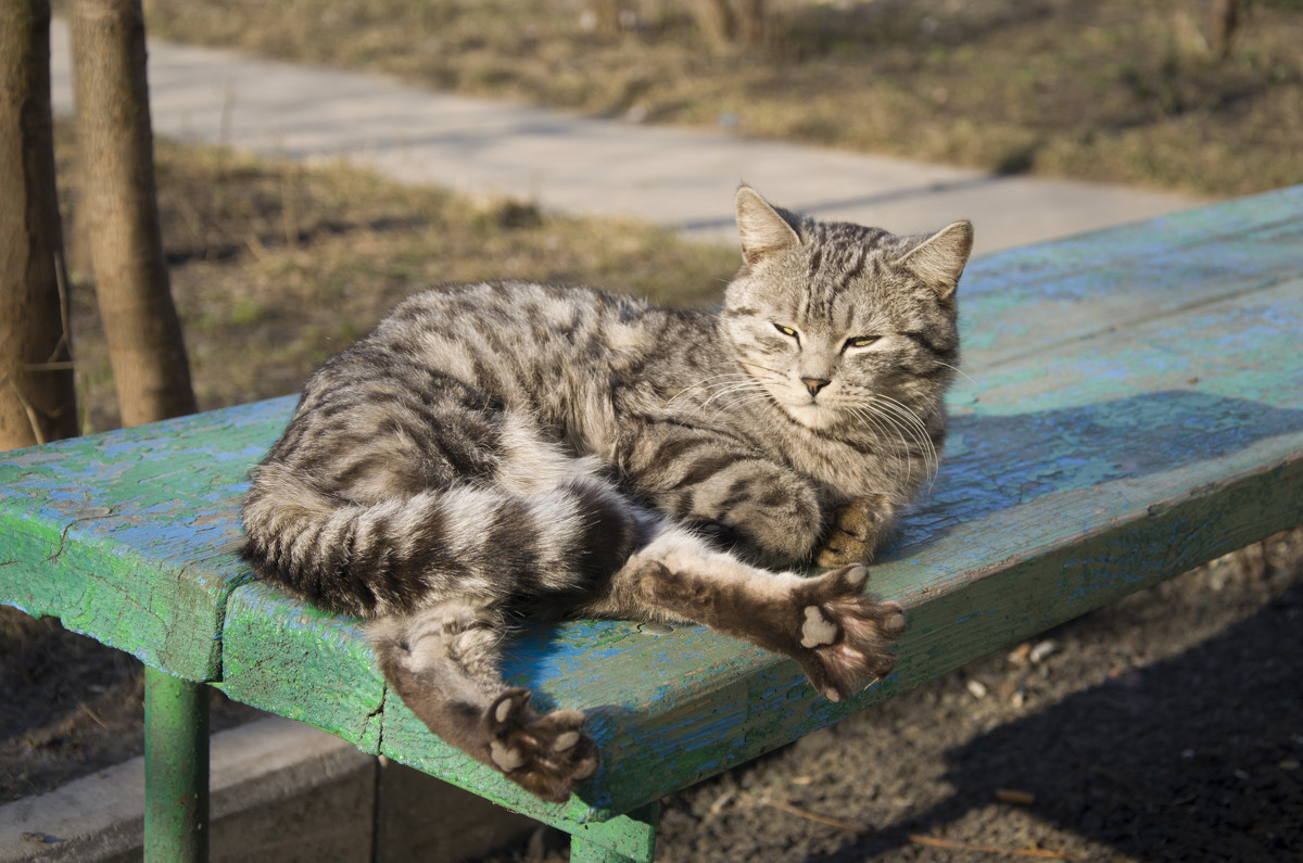 Я на солнышке лежу, ни на кого я не гляжу))) - Инесса V