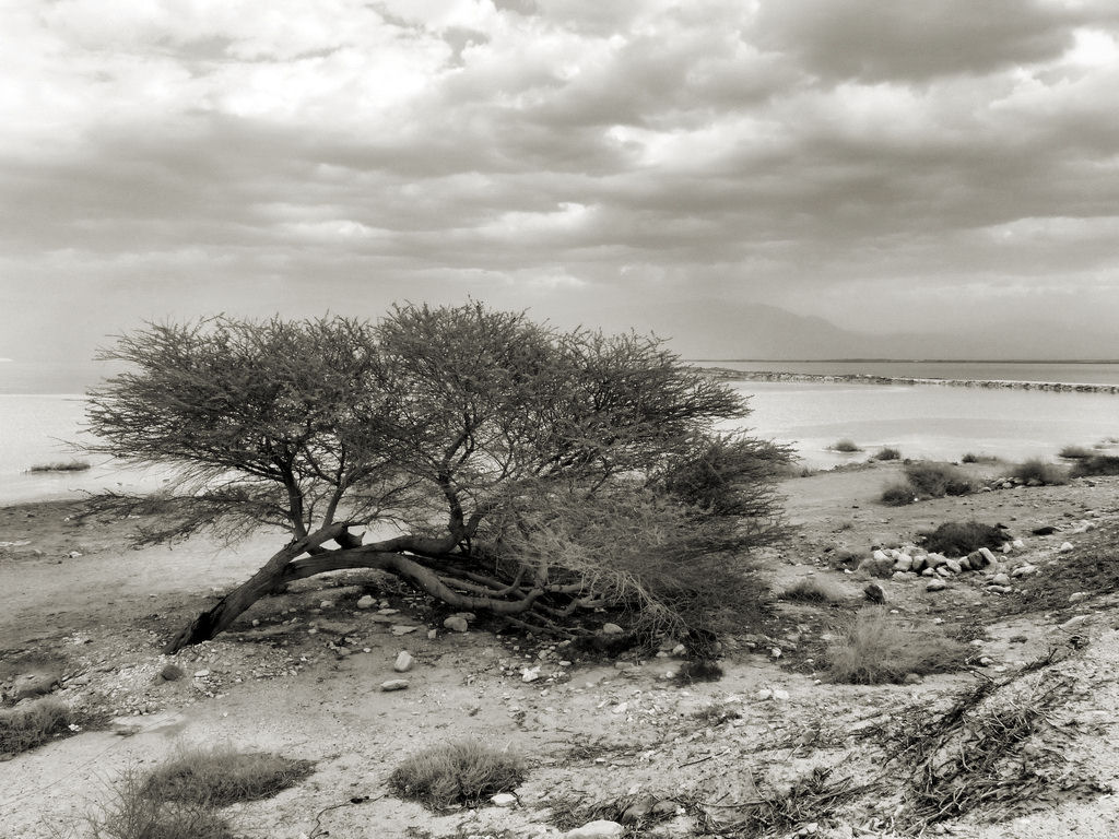 из серии&quot;Природа Мертвого моря&quot;. - Boris Gantselevich