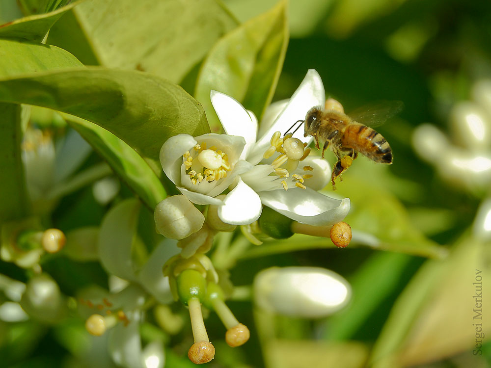 Пчела на цветке лимона. - Sergei Merkulov