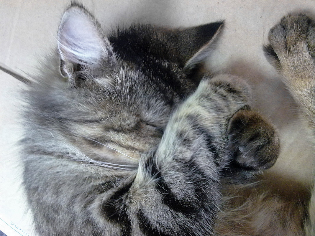 кошка,  которой мешали спать посетители магазина - valeriy g_g