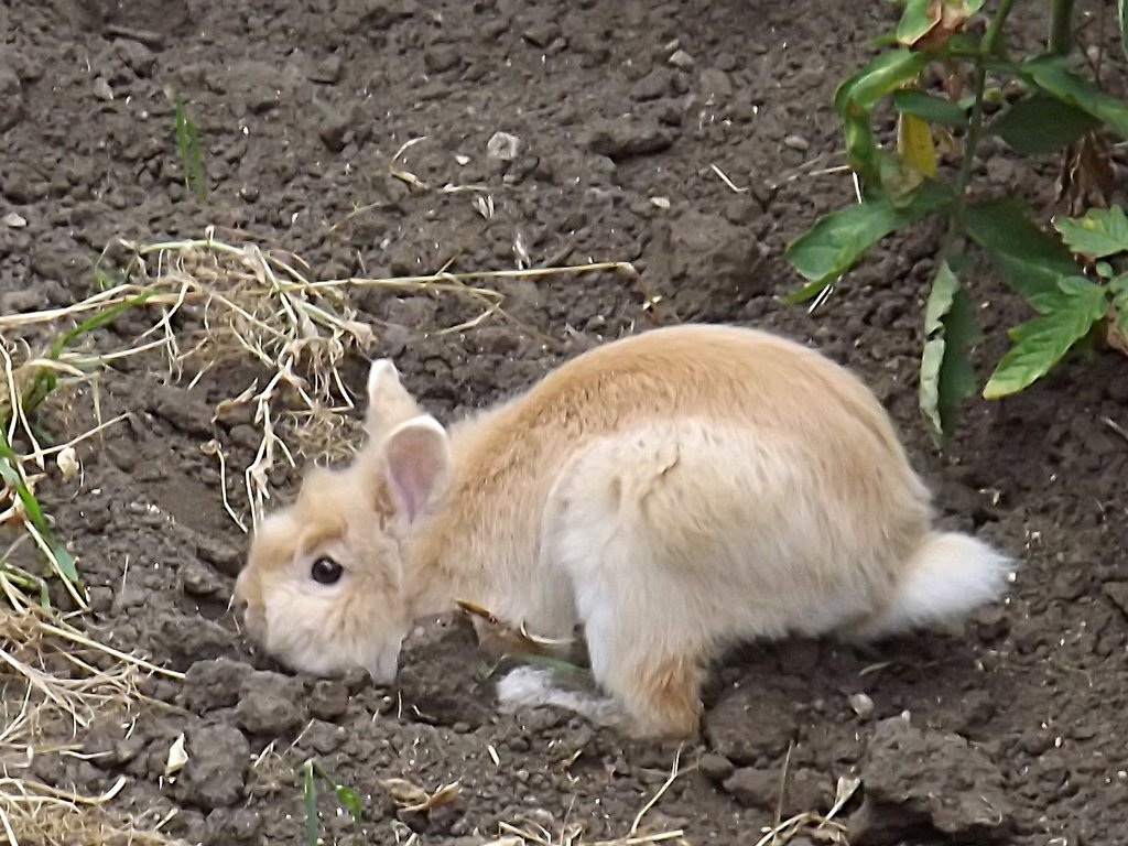 Лапин - Андрей Meльник