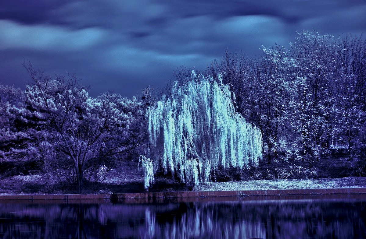 IR-nature - Vladimir Mannerheim