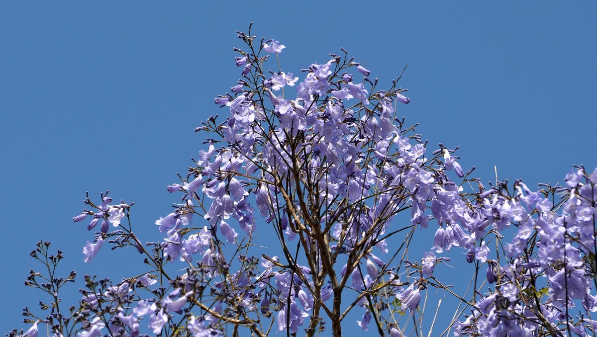 23.04.13  Цветет джакаранда, Jacaranda mimosifolia - Борис Ржевский