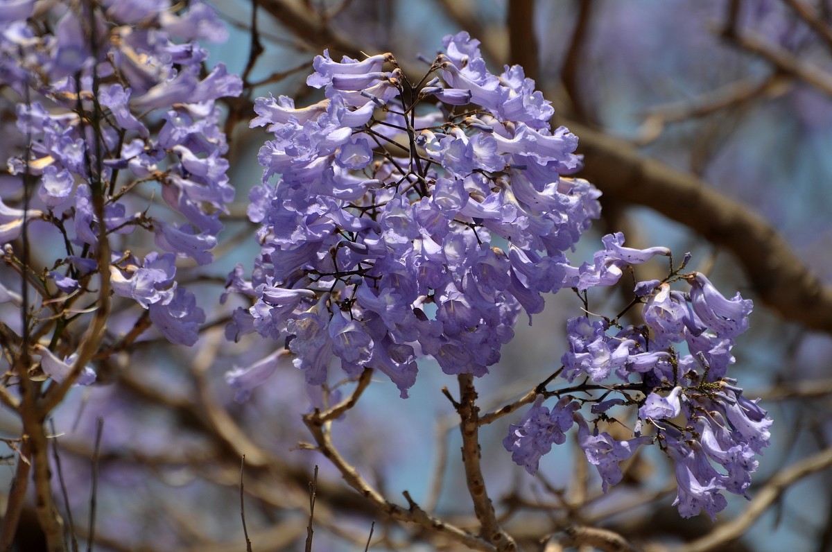 23.04.13  Цветет джакаранда, Jacaranda mimosifolia - Борис Ржевский