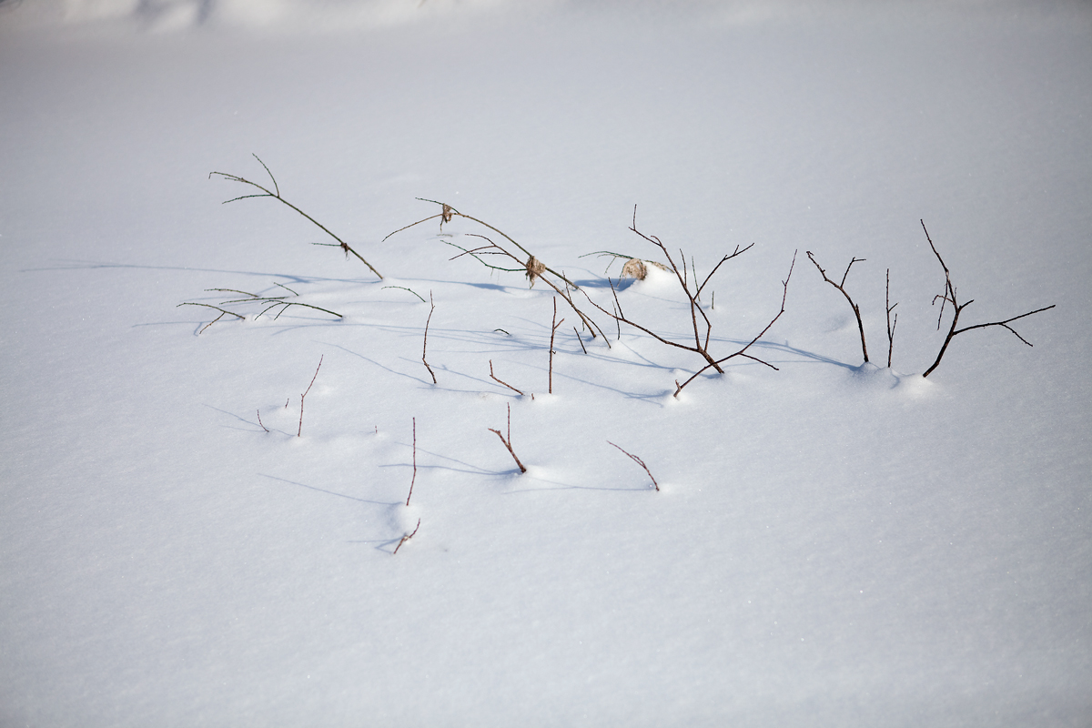 Ветви под снегом - Андрей Меренов