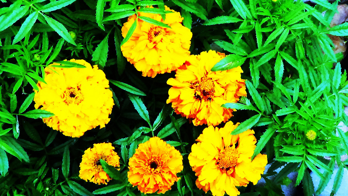 Ослепительно жёлтые цветы - Александр Мурзаев