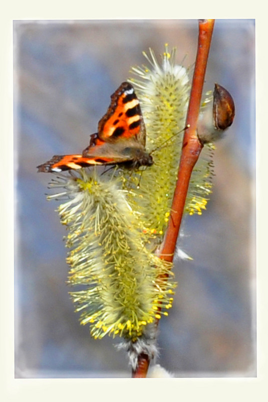 Весенняя бабочка - Диана Задворкина