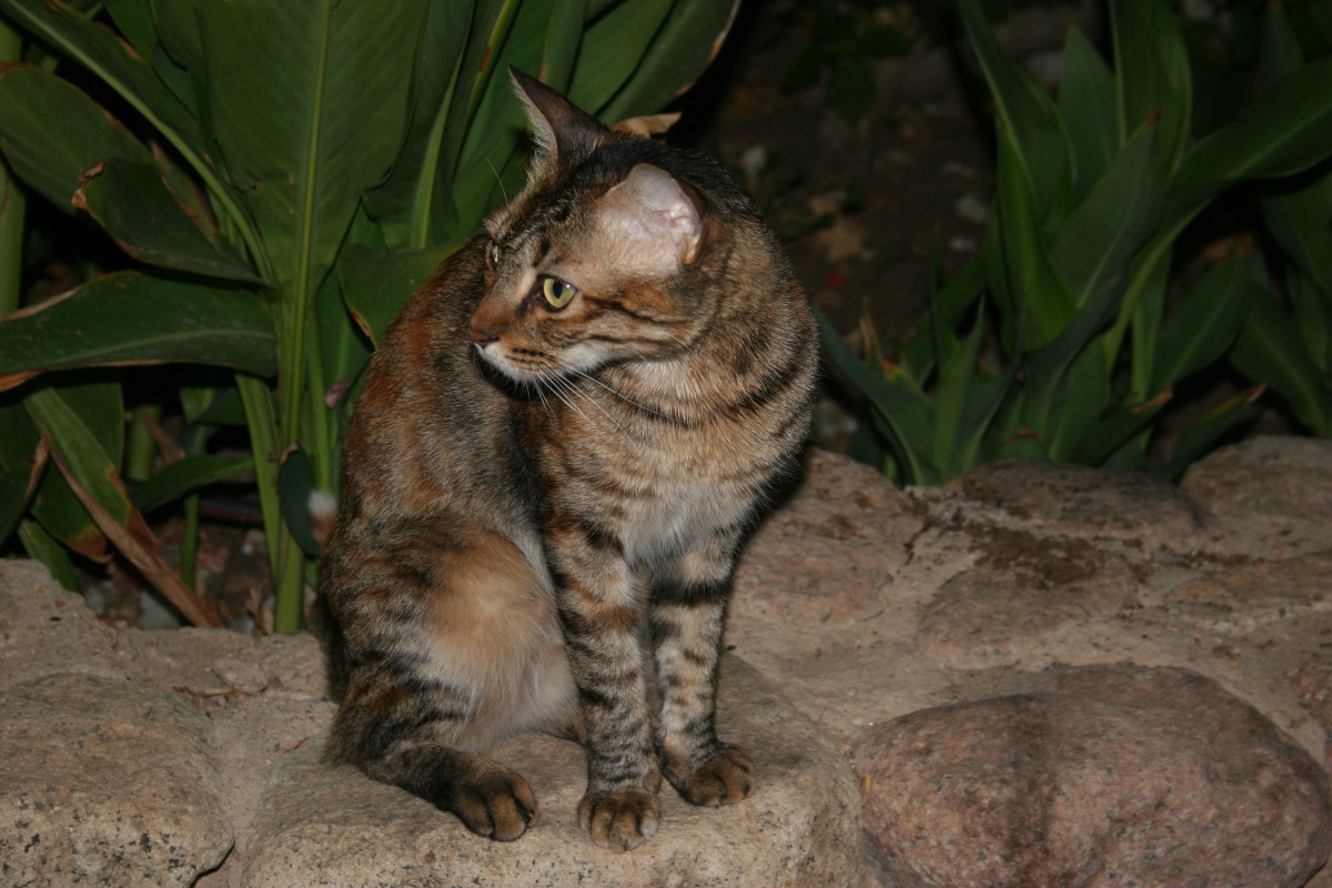 Египетская кошка - Ирина Палий