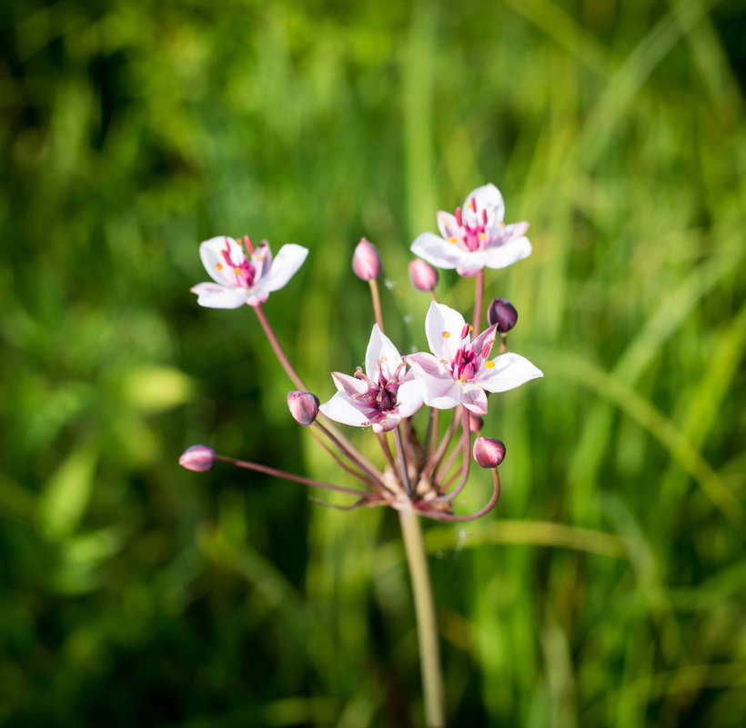 болотный цветок - Астарта Драгнил